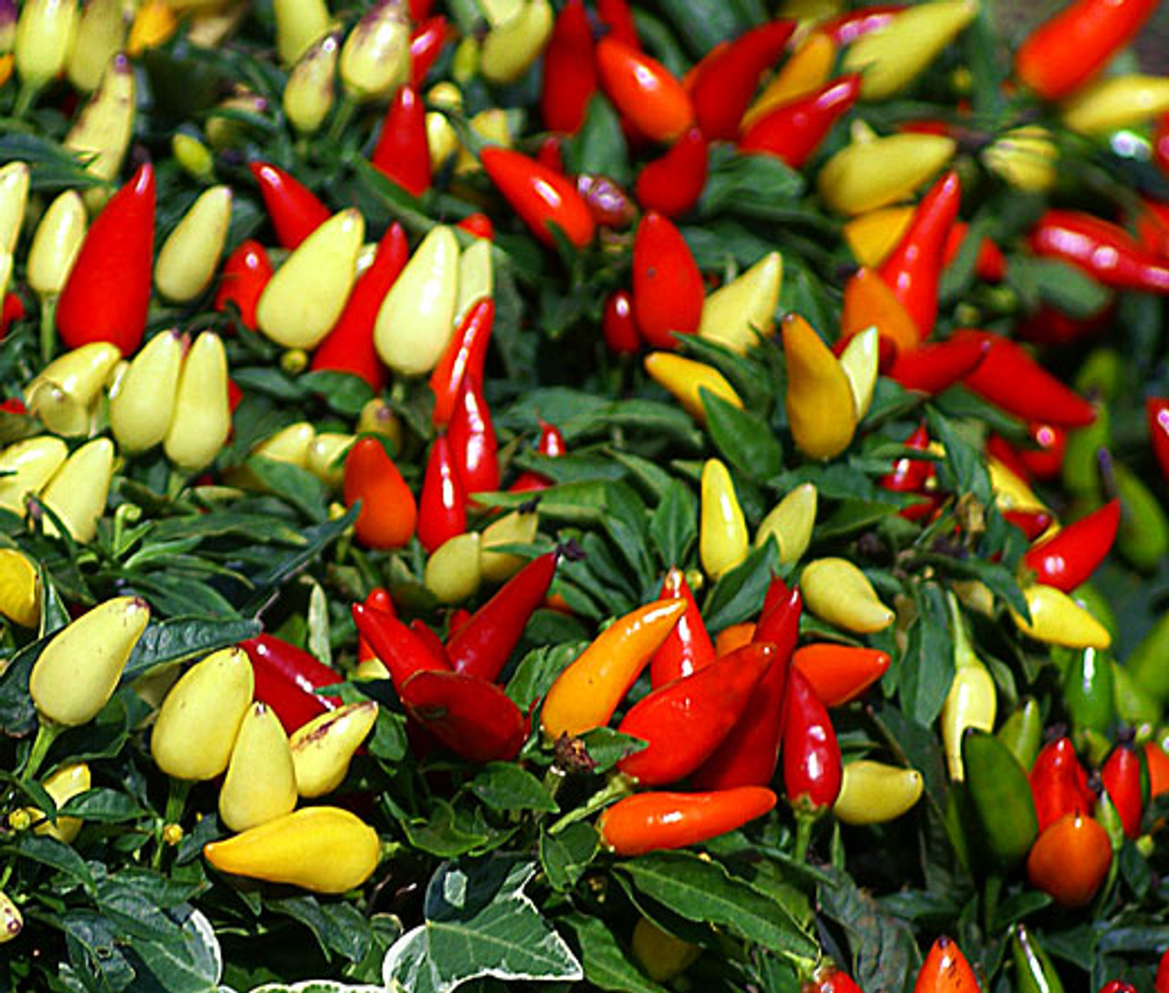 Capsicum Annuum