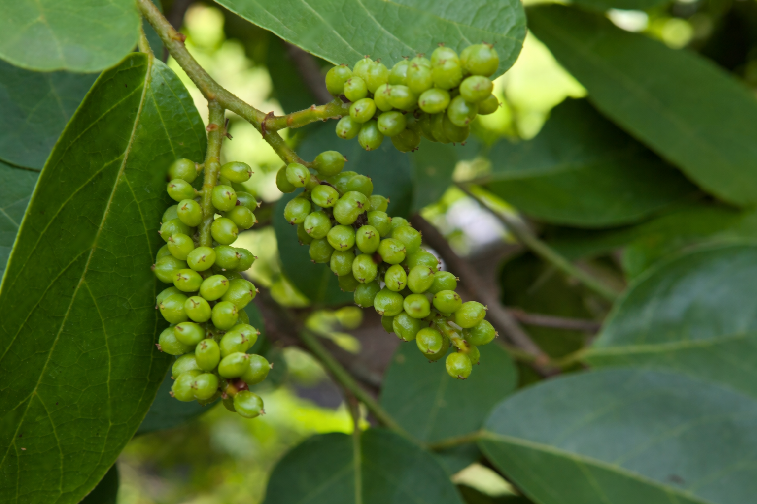 Gymnema Sylvestre